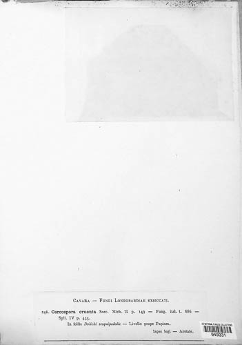 Mycosphaerella cruenta image
